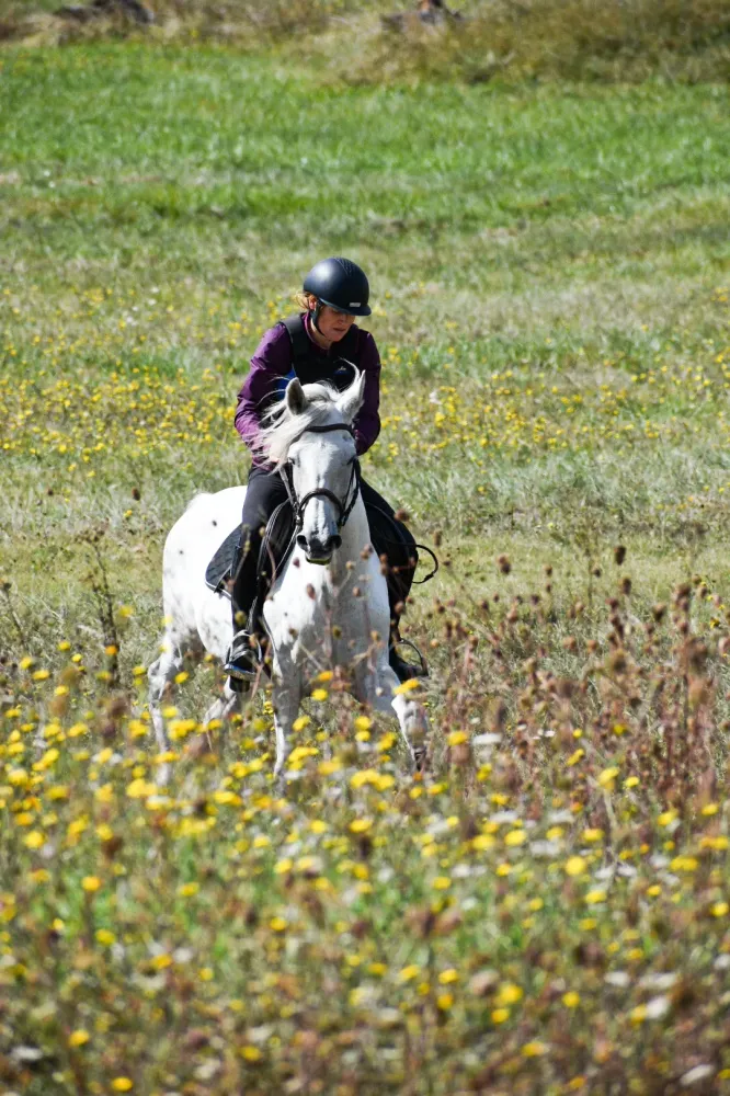 stage d'équitation près de Ruelle‑sur‑Touvre